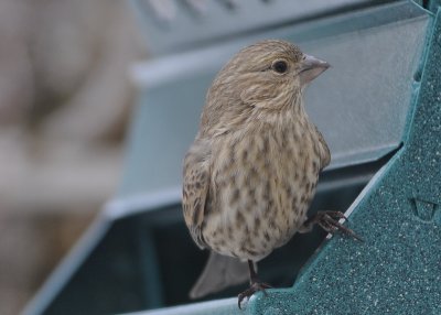 House Finch female