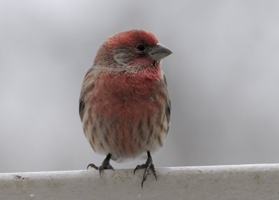 House Finch male