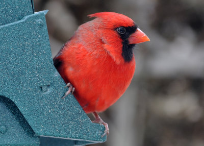 Cardinal male