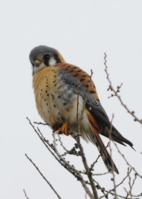 American Kestrel