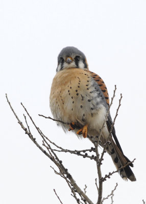 American Kestrel