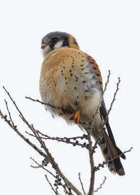 American Kestrel