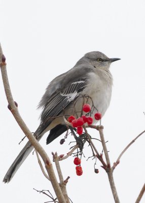 Northern Mockingbird