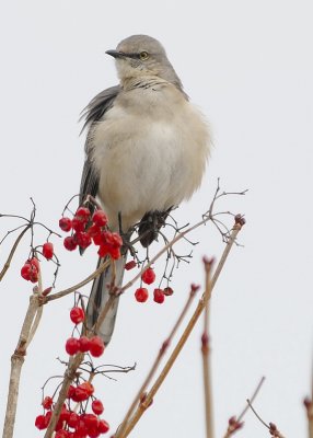 Northern Mockingbird
