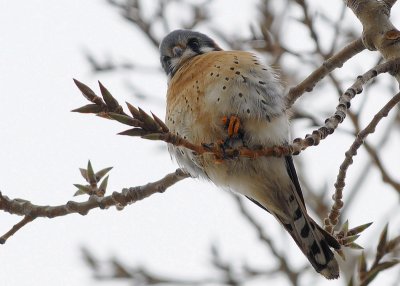 American Kestrel