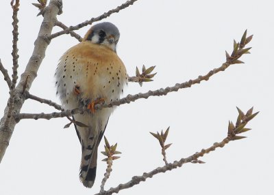 American Kestrel