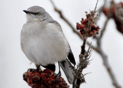 Northern Mockingbird