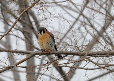 American Kestrel