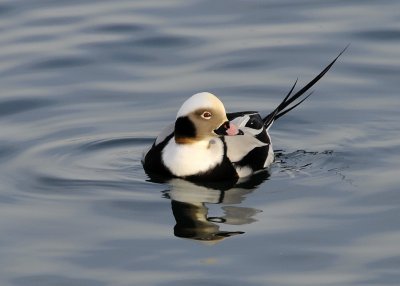 Long Tailed Duck male
