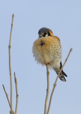 American Kestrel