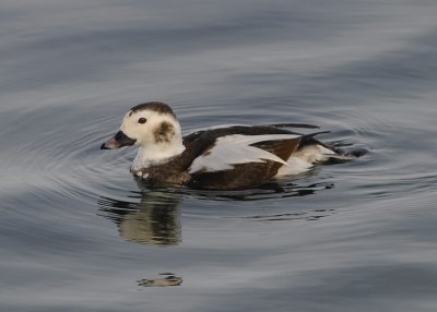 Long Tailed Duck - immature male.