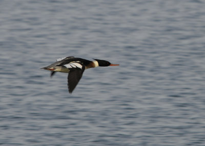 Red Breasted Merganser male