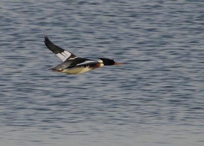 Red Breasted Merganser male
