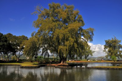 Lilioukalani Gardens