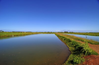 Prawn farm