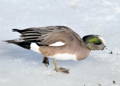 American Wigeon