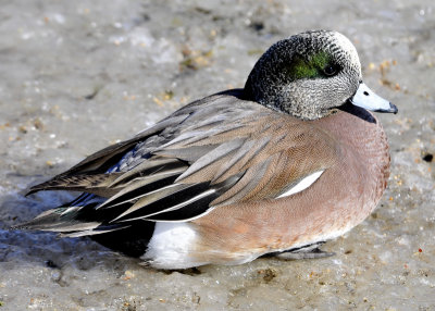 American Wigeon