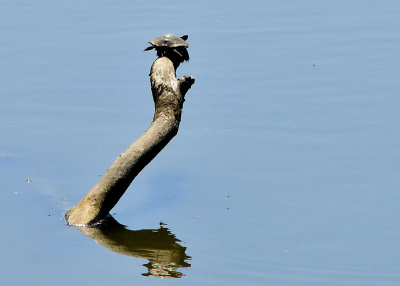 High diving Turtle