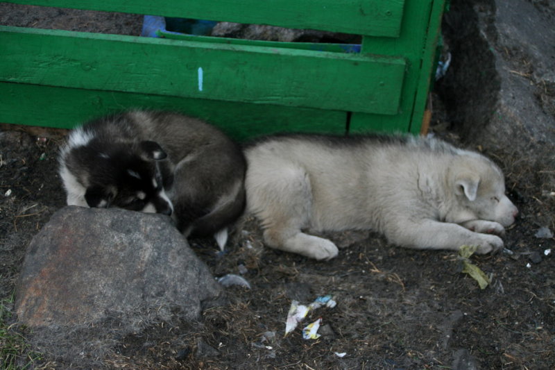Sledge hound puppies, Illulissat (Greenland)