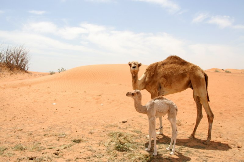 At a camel farm, Dubai (UAE)