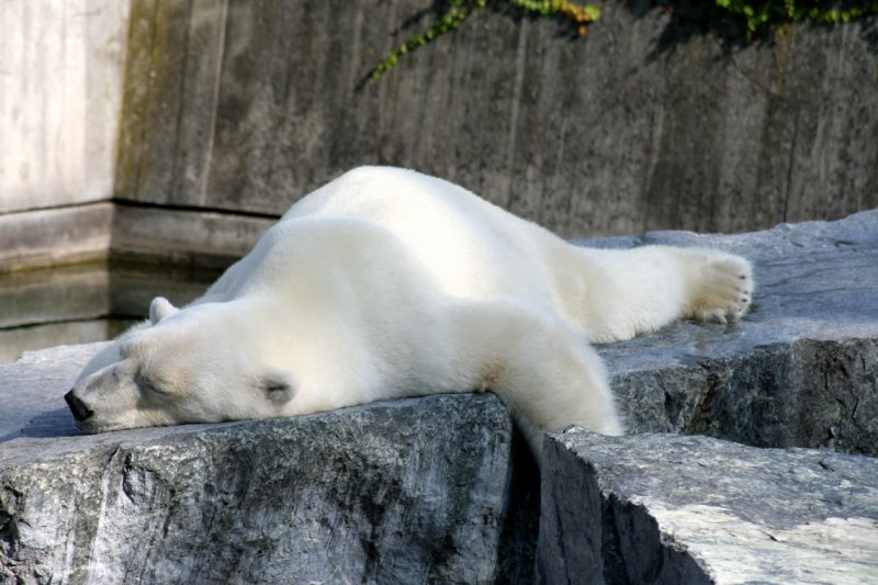 Lazy Icebear, Wilhelma Stuttgart (Germany)