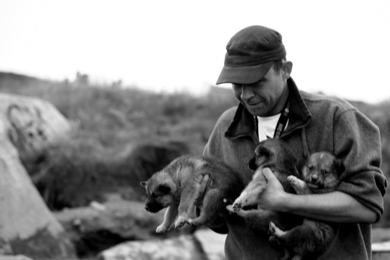 Sledge hound puppies, Illulissat