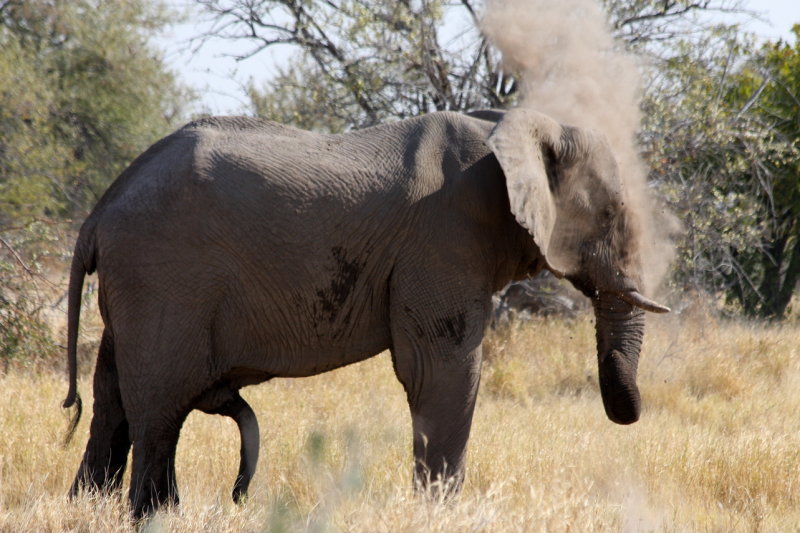 Elephant dusting himself, Etosha