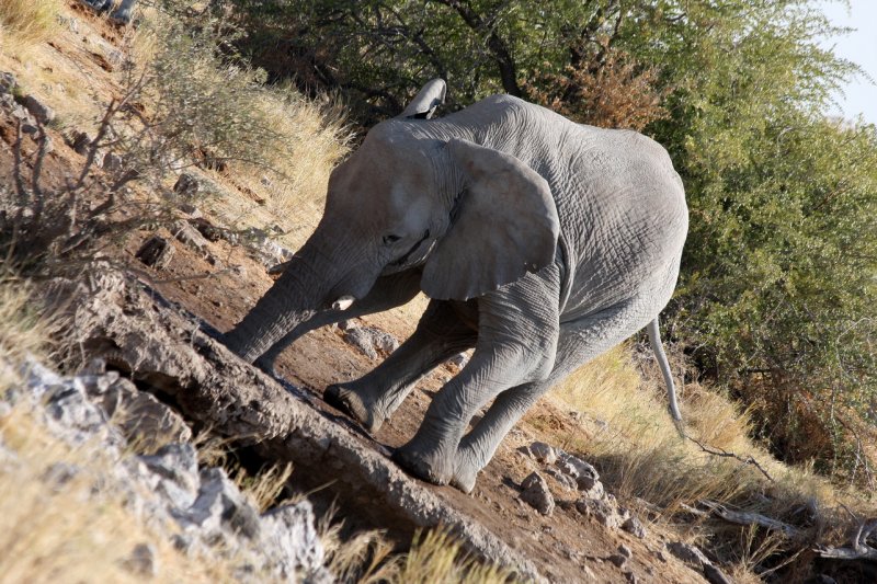 Elephant, Etosha