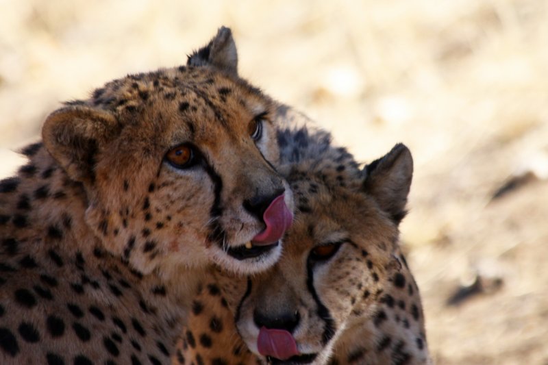 Cheetahs, Windhoek