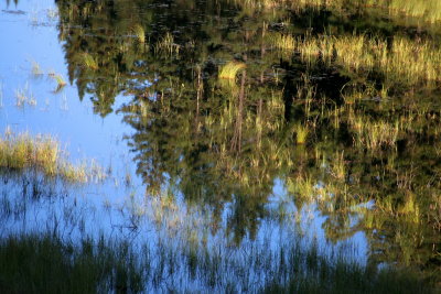 Algonquin National Park - Reflections in the water