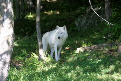 Artic Wolf, Montebello (Canada)