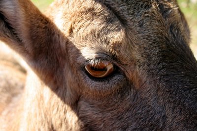 Goats Eye, Montebello (Canada)