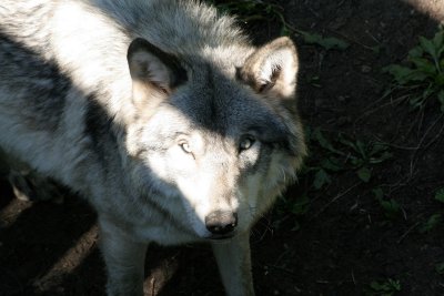 Timber Wolf, Montebello (Canada)