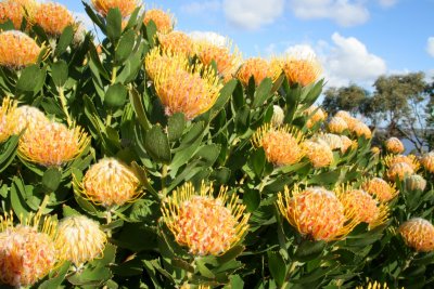 Wildflowers at Kings Park, Perth