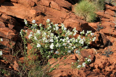 Wildflowers at King's Canyon