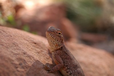 Lizard at King's Canyon
