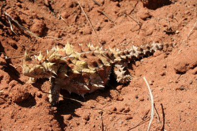 Thorny Devil, Northern Territory (Australia)