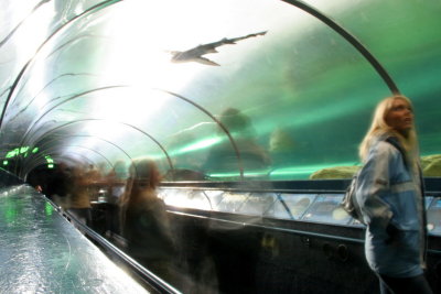 Shark Tunnel of Sydney Aquarium