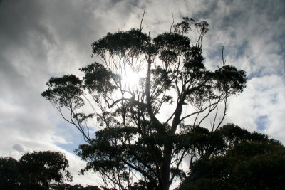 Tree Top, Walpole National Park