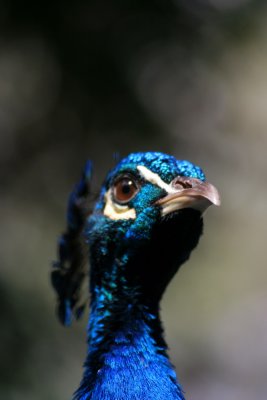 Peacock, Australia