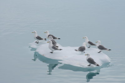 Doves at Eqi Glacier, Illulissat (Greenland)