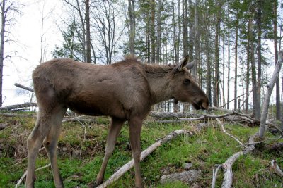 Moose, Sweden