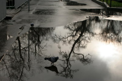 Lazienki Park, Warsaw