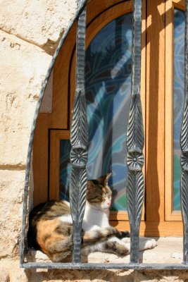 Stray Cat in Old Jaffa, Tel Aviv-Yafo