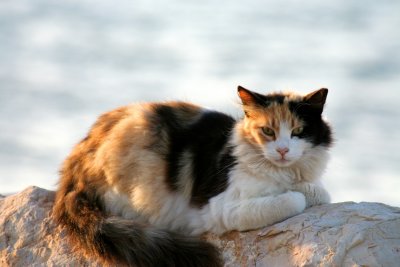 Stray Cat at the Marina, Herzliyah Pituach (Israel)