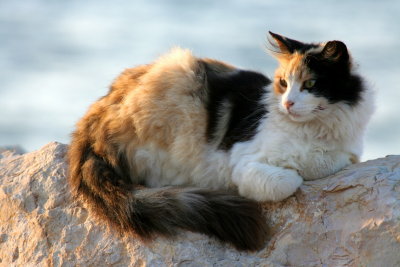 Stray Cat at the Marina, Herzliyah Pituach (Israel)