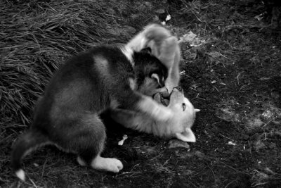 Sledge hound puppies, Illulissat
