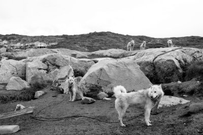Sledge hound, Illulissat (Greenland)