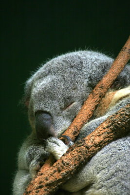 0121 - Sydney - West Pennant Hills - Koala Park.JPG