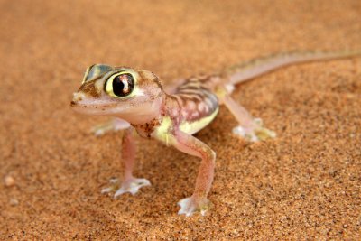Gecko, Namib Desert (Namibia)